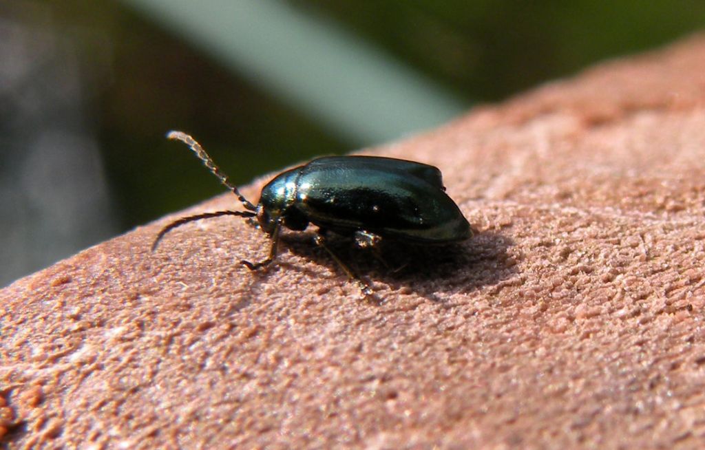 Altica sp.